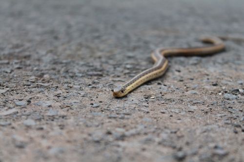snake gravel animal