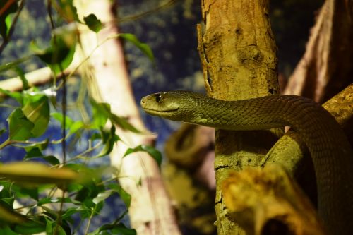 snake mamba reptile
