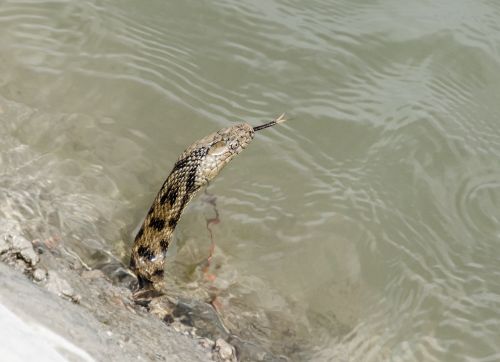 snake water animal