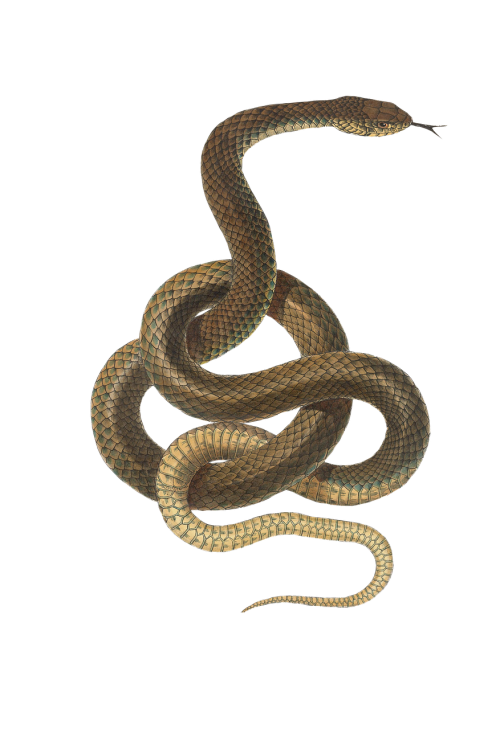 snake reptile animal