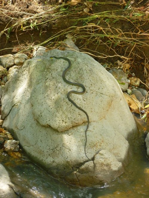 snake rock nature