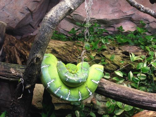 snake green nature