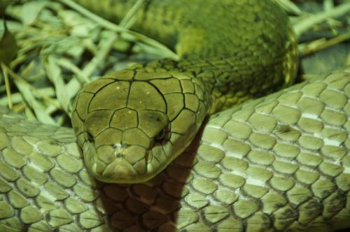 snake green snake close