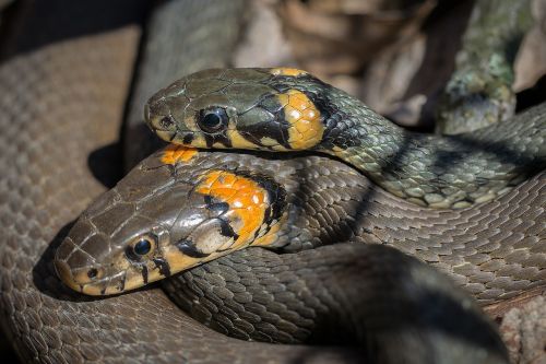 snake grass snake snakes