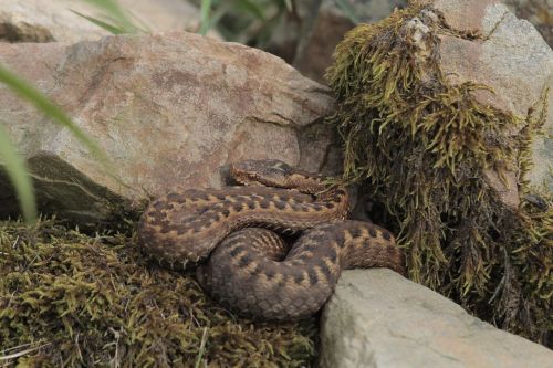 snake nature reptile