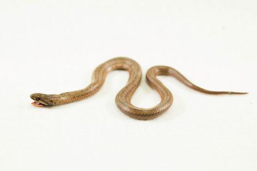 snake adder serpent