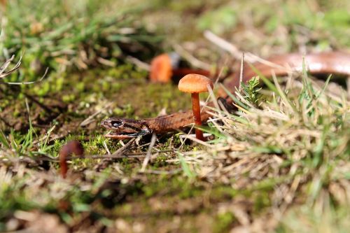 snake mushroom nature