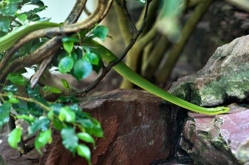snake zoo reptile