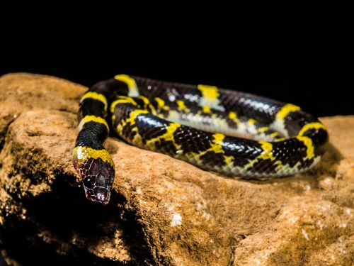 snake young snake black yellow