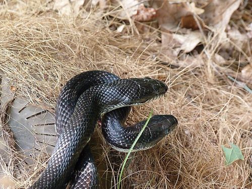 snake rat snake black