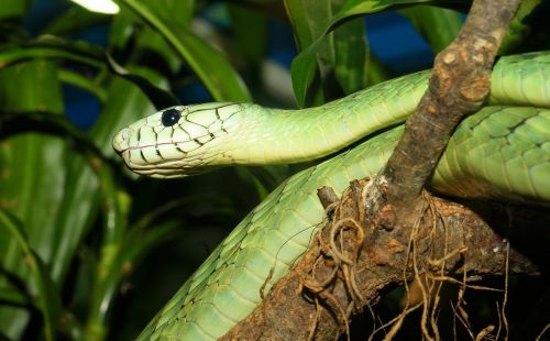 snake green mamba dangerous