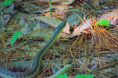 snake forest wildlife