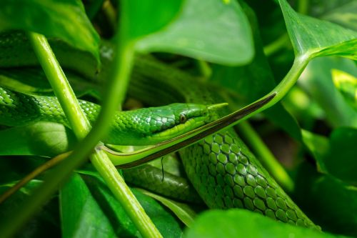 snake leaves green