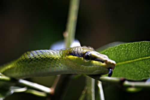 snake green green tree snake