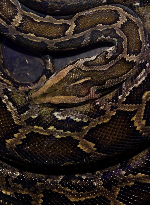 snake reptile skin