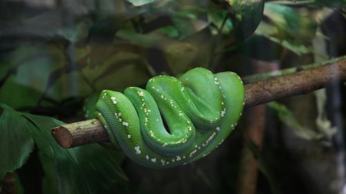 snake green tree snake