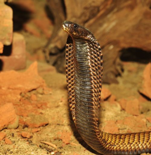 snake cobra toxic