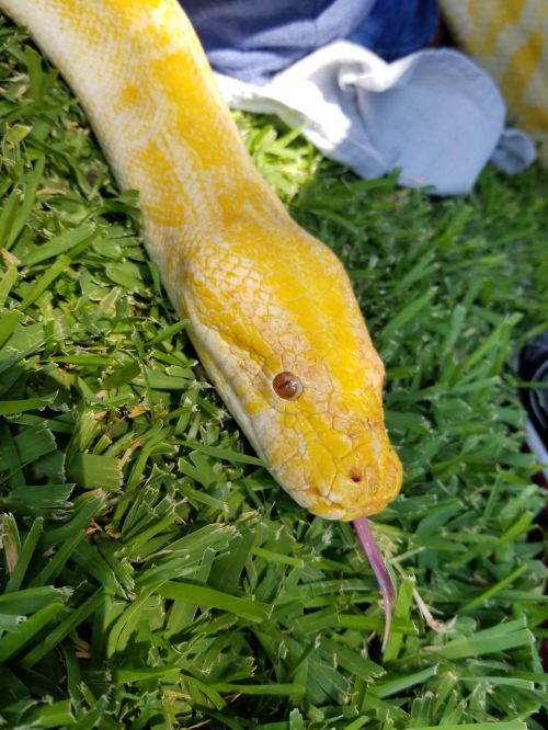 snake albino python