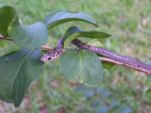 snake garter snake nature