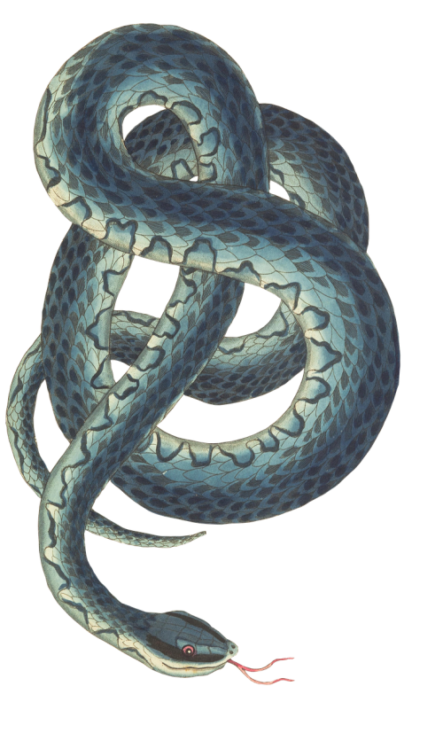 snake reptile background
