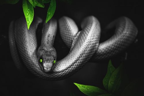snake jungle green