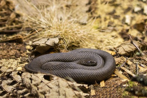 snake  natter  terrarium