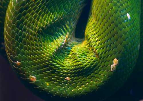 snake  reptile  animal world