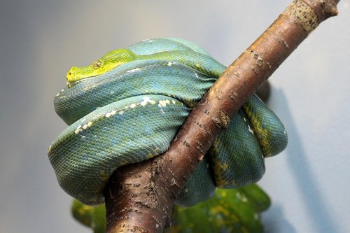 snake  python  rep