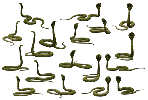 snake  cobra  reptile