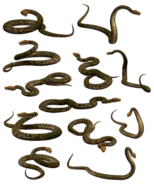 snake  boa  python