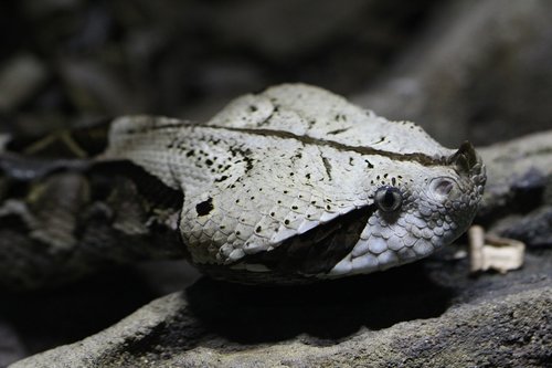 snake  face  viper