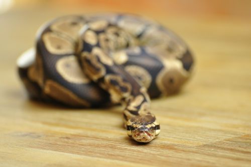snake ball python scale