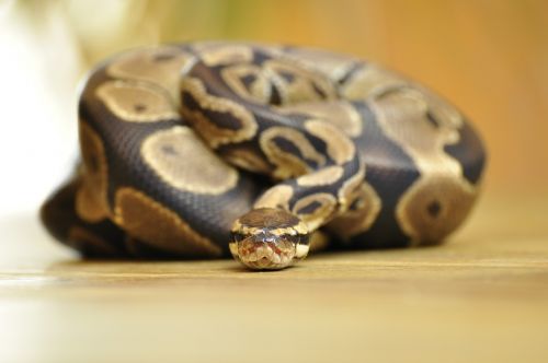 snake ball python scale