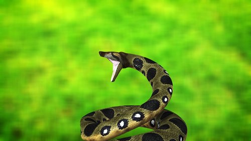 snake  anaconda  reptile