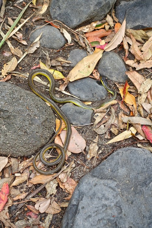 snake  leaves  wild
