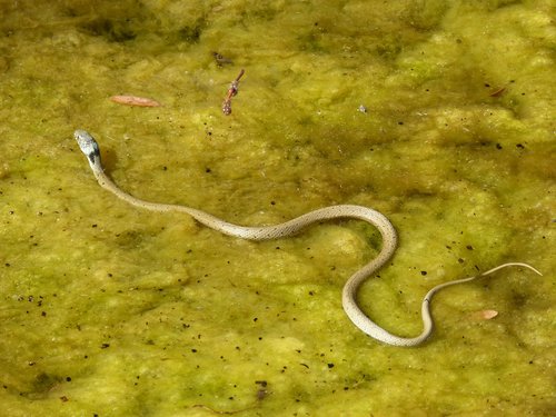 snake  snake river  algae