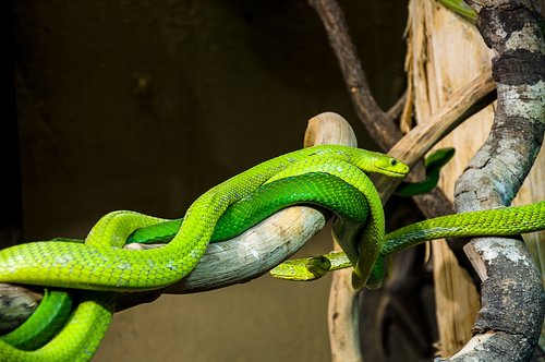 snake  nature  green