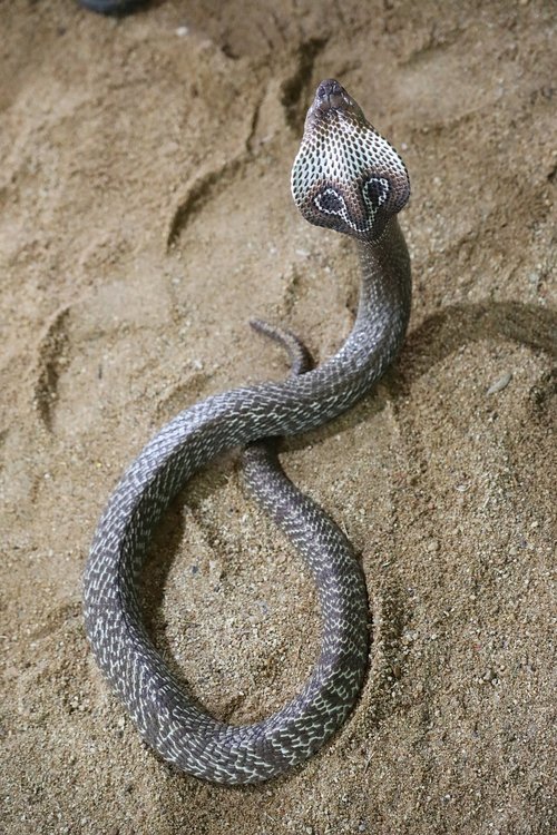 snake  nature  poison