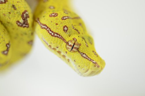 snake  reptile  green tree python