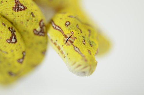 snake  reptile  green tree python