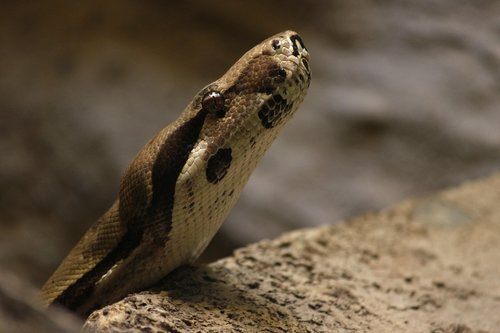 snake  boa  reptile