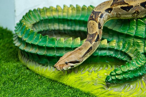 snake  animal  reptile
