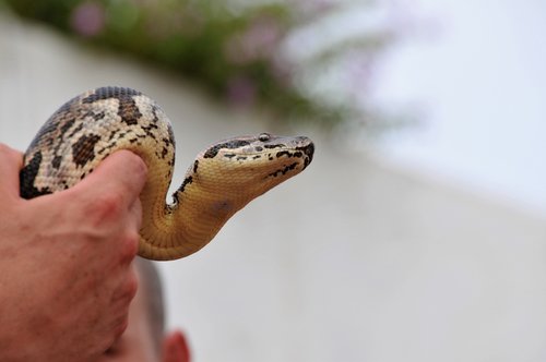 snake  reptile  jungle