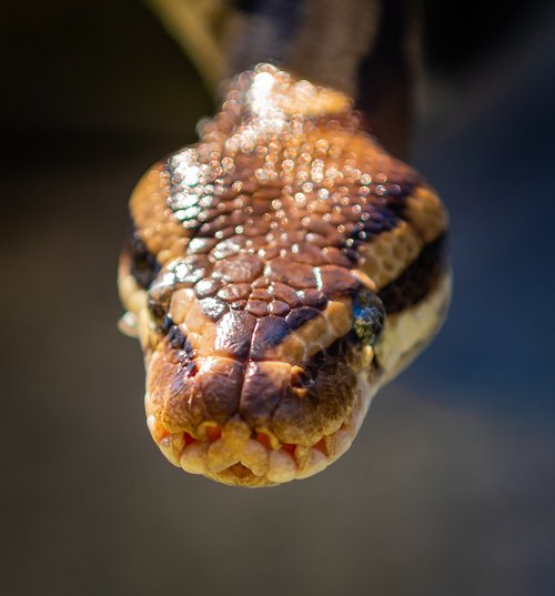 snake  natter  head