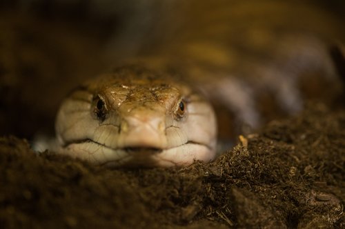 snake  close up  lurking