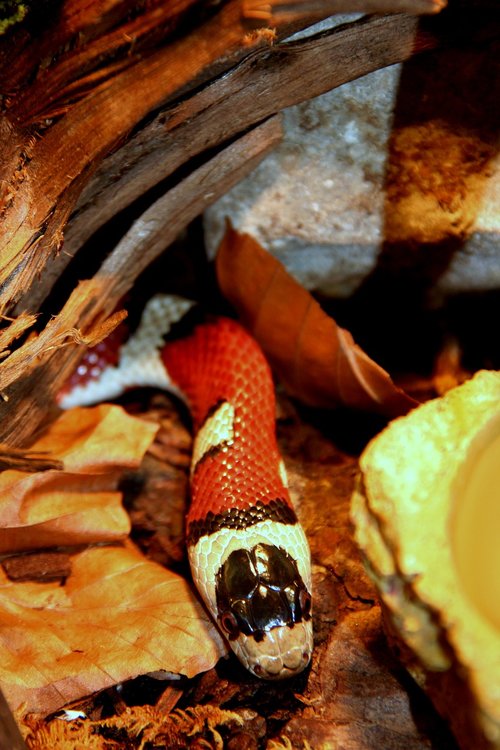 snake  reptile  toxic