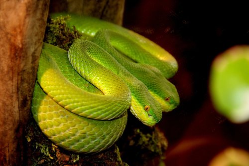 snake  mirror image  reptile