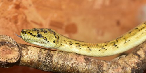 snake  python  yellow