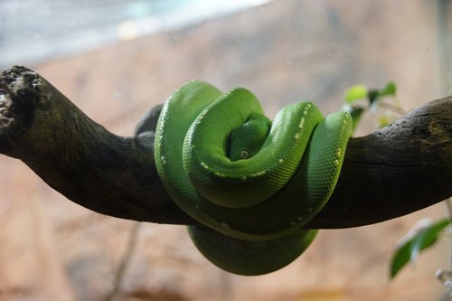 snake  green  animal