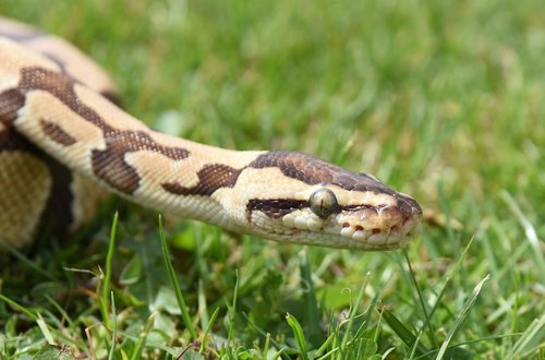 snake  python  reptile